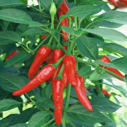 Hot Pepper Chi Chien Seeds Packet 25