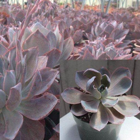 3 Cuttings Echeveria Afterglow Succulents Echeveria Is Large Genus Of Floweri Plant Not Rooted