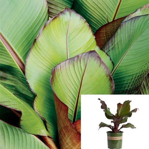 Red Banana Lily Plant Lily Read Purple Banana Lily Flower Plant 5Gallon Foliage Plant Garden Live Plant Ht7