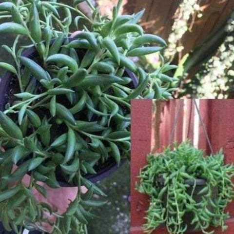 20 Cuttings String Of Banana hanging Succulent Hanging 3 4 Long hardy Plant Not Rooted