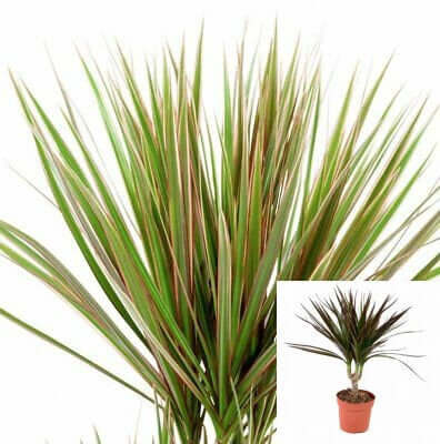 Magenta Cane 4Inches Pot Foliage Air Purifying Shrub Full Live Plant Ht7