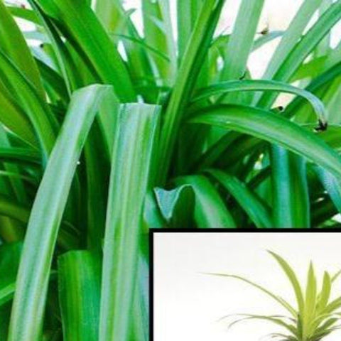 5Cuttings Spider Green grass ground covering edge hedge Chlorophytum Capense Succulent Plant Not Rooted