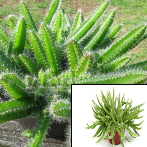 Selenicereus Testudo 1 Gallon Plant Dog Tails Cactus Selenicereus Testudo LIVE PLANT ht7