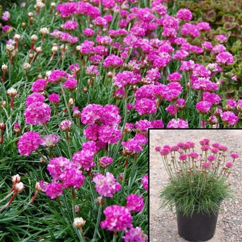 Armeria Alliacea 1Gallon Light Pink Sea Thrift Ground Cover Pink Color Live Plant Mr7A Best