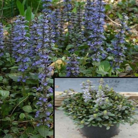 Ajuga Chocolate Chip 1Quart Pot Blue Carpet Bugleweed Plant Bugle Blue Bugleweed Carpet Ground Cover Live Plant