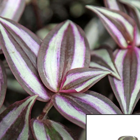 20 Cuttings Purple Wandering Jew purple Flowering 5 Long purple stripe Plant Not Rooted
