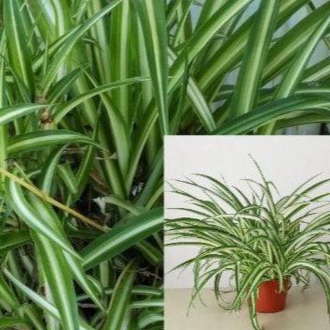 Spider Variegated Plant Chlorophytum Comosum Plant 4Inches Pot Succulent Drought Tolerant Live Pl Ht7 Best
