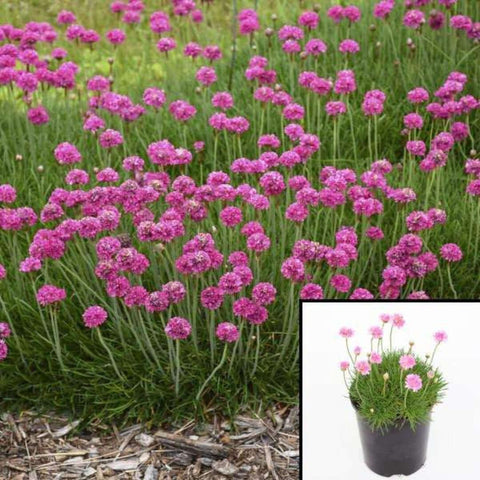 Armeria Maritima 1Gallon Pot Pink Sea Thrift Pink Sea Plant Pink Best Flower Ground Covering Live Plant Mght7