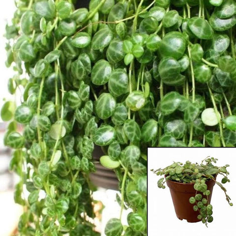 String Of Turtles Plant Peperomia Prostrata rare house Live rare plant 4 Inches pot Ht7
