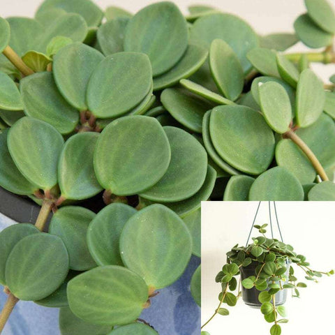 10 Cuttings Peperomia Hope Succlent Hanging Foliage 6 Long Plant Not Rooted