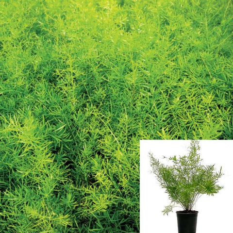 Fern Sprengeri Fern Plant 5inches Pot Asparagus Densiflorus Fern Live Plant ht7 Best
