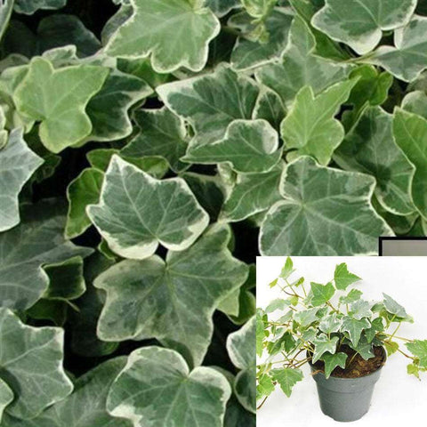 20 Cuttings Ivy Eva Variegated Glacier Ivy Hanging 3 Long Vine Wall covering Plant Not Rooted