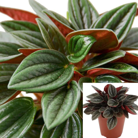 Peperomia Rosso Plant 6Inches Pot Emerald Ripple Pepper Radiator Plant Premium