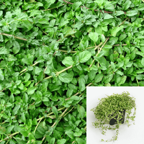 Pennyroyal Plant American Pennyroyal 4in Pot green Ground Cover vine Live Plant ht7 best