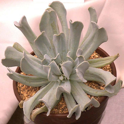 3 Cuttings Echeveria Runyoniicv Topsy Turvy Agavaceae Succulent houseSucculent Plant Not Rooted
