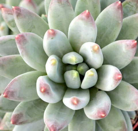 3 Cuttings Hookers Moonstone Succulent Pachyphytum Hookeri Plant Not Rooted