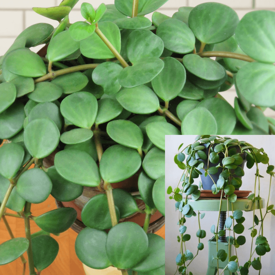 skud Kære Dam Peperomia Hope String Of Coin Hard Leaves Trailing Jade Peperomia Plan –  NNplant