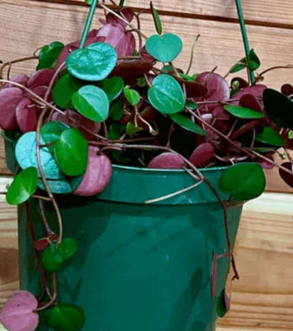 Peperomia Ruby Cascade Plant 4Inches Ruby Cascade Peperomia hanging vine climb Live PlantHt7