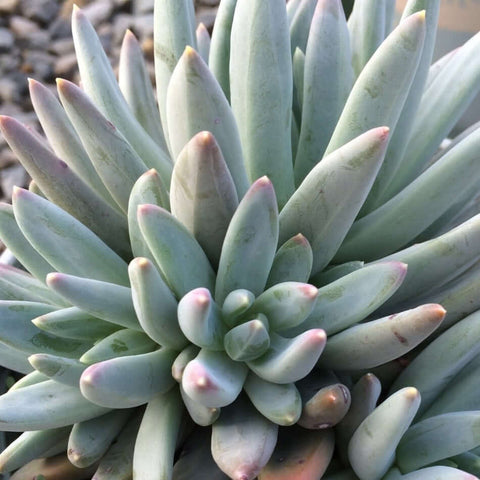 3 Cuttings Pachyphytum Hookeri Agavaceae Succulent Spike Green Blue Succulent Plant Not Rooted