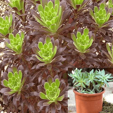 3 Cuttings Aeonium Simsiisch Agavaceae Succulent houseSucculent Plant Not Rooted