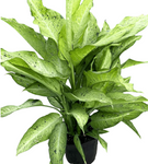 Dieffenbachia Camouflage Plant Premium Foliage 28-48Inches Tall 5Gallon Indoor Full Live Plant Ht7 Dumb Cane