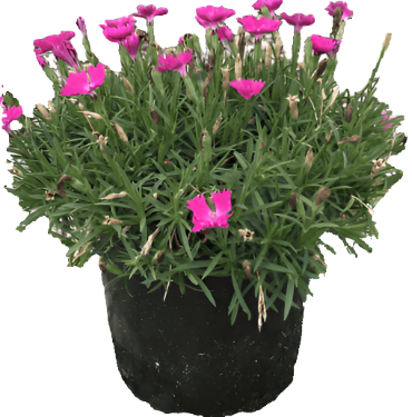 Dianthus Grat Firewitch 1Gallon Dianthus Gratianopolitanus Party Pink 1Gallon Flower Topiary Live Plant Ho7
