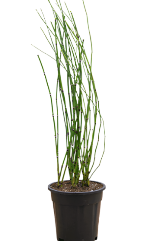 horsetail plant in pots Equisetum Hyemale Horsetail Horse Tail Green American Modern Bamboo – NNplant