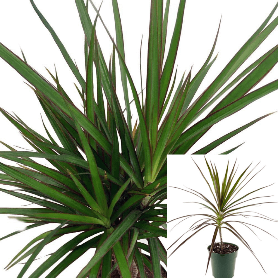 Dracaena Marginata Green Red Pot Foliage Dragon Madagascar