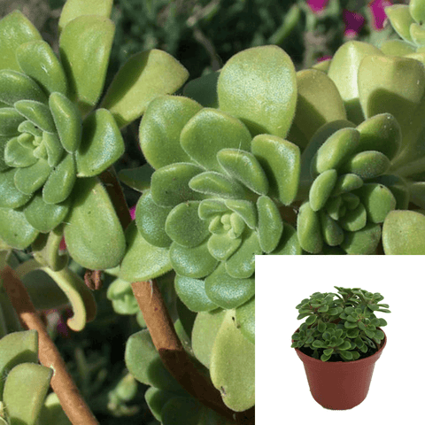 3 Cuttings Aeonium Lindleyi Agavaceae Succulent houseSucculent Plant Not Rooted