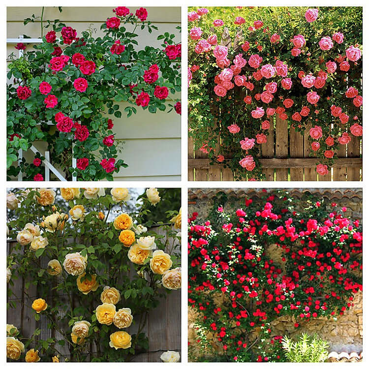 Nift Roses Roses – NNplant