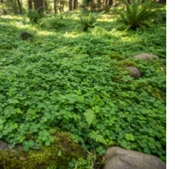 Ground Cover
