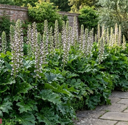 Hedges & Living Fence