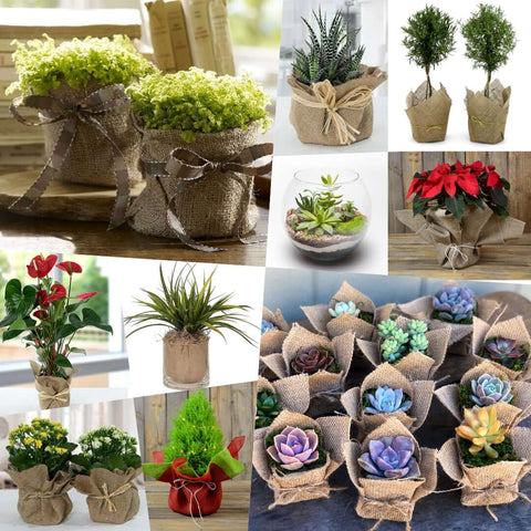 Plant Gifts & Fast Shipping