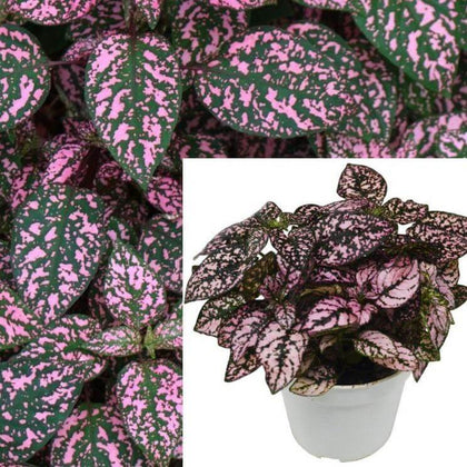 Foliage