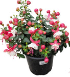 Fuchsia Ballerina Arabesque 1 Gallon Fuchsia Flower Plant Outdoor Live Plant Pr7 Ht7