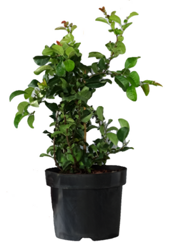 Chaenomeles Blood Red 5 Gallon Japonica Japanese Flowering Quince Live Plant