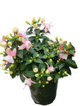 Fuchsia Ballerina Coupe 1 Gallon Fuchsia Flower Plant Outdoor Live Plant Pr7 Ht7