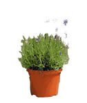 Lavandula Hidcote 1 Gallon English Lavender Shrubs Plant Outdorr Live Plant Fr7