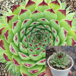Sempervivum Greenii 1 Quart Pot Hens And Chicks Rossy Rose Succulent Live Plant Ht7