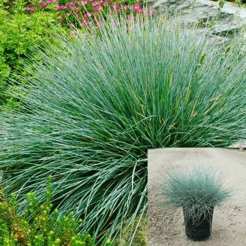 Festuca Ovina Glauca 12Packs Of 2Inches Sheeps Fescue Sheep Blue Gray Perennial Live Plant Mr7