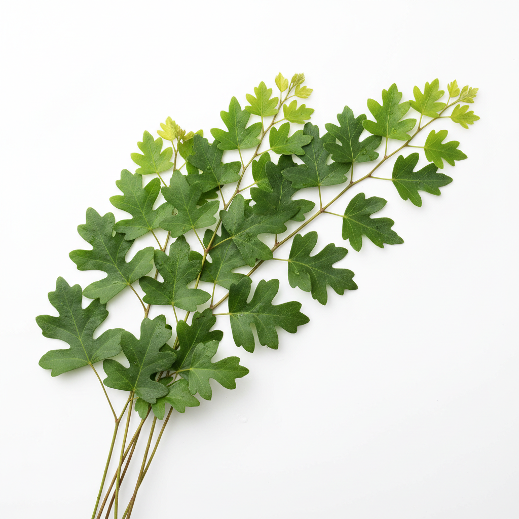 Cuttings – NNplant