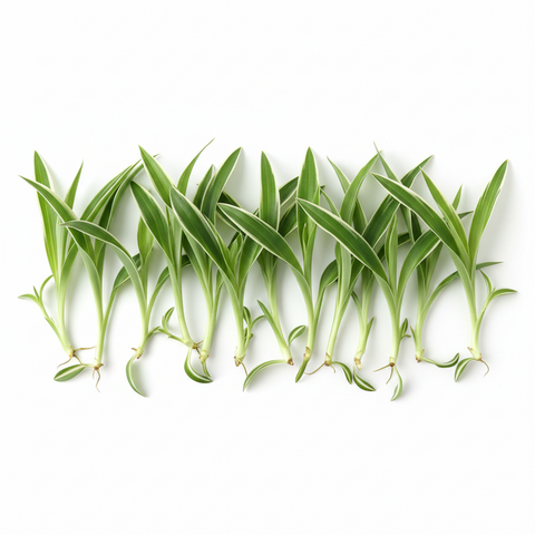 chlorophytum capense 10 Cuttings Spider Green grass edge hedge Chlorophytum Capense live pl – NNplant