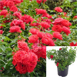 Rosa Flower Carpet Scarlet 2 Gallon Plant Flower Carpet Live Plant Outdoor Rose Gr7