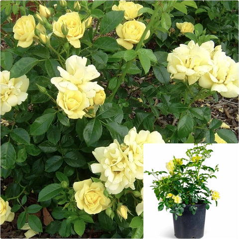 Rosa Groundcover Yellow 2 Gallon Plant Flower Carpet Outdoor Live Plant Rose Gr7