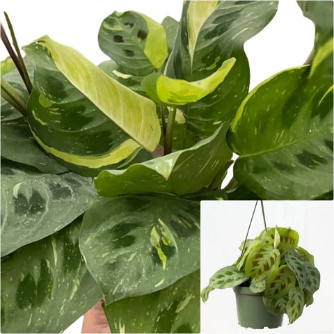 Hanging Maranta Variegated 6 Inches Pot House Live Plant Ht7Pr7