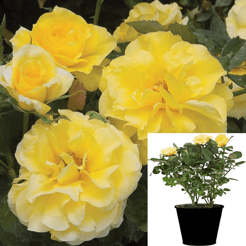 Rosa Prostrata Yellow 1Gallon Plant Yellow Rose Plant Sunsprite Floribunda Rosa Rose 5Gallon Live Plant Outdoor Plant Ro