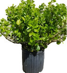 Euonymus Manhattan 5 Gallon Plant Spreading Full Live Plant Ho7