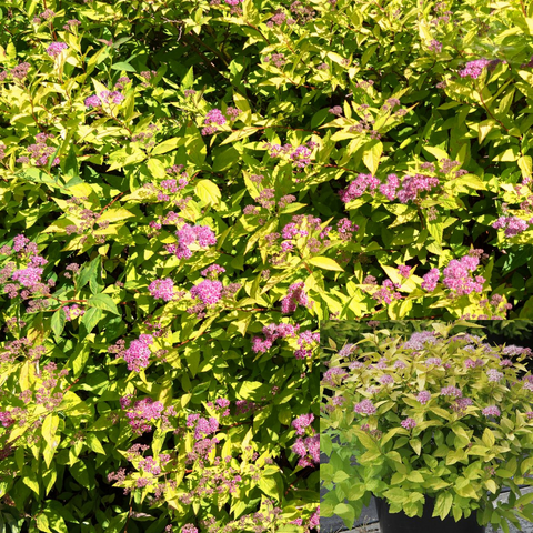 Spiraea Japanese Goldmound 1 Gallon Plant Yellow Japonica Gold Mound Spirea Live Plant Pla