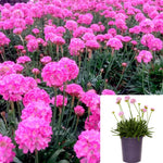 Armeria Dreameria Daydream Plant Purple Pink Daydream Thrift Plant Sea Pinks Plant Flower Live Plant 1 Gallon Ht7