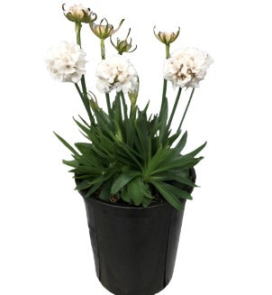 Armeria Dreameria Dream Clouds 1Gallon Plant Thrift Plant Sea Pinks Plant Sea Pinks Dreameria Sweet Dreams Plant Flower Live Plant Ho7